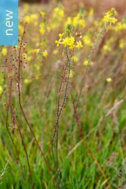 Bulbine frutescens 'Yellow' – Yellow Snake Flower, Cat's Tail