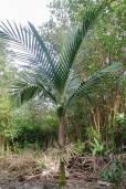 Burretiokentia hapala – Dreadlock Palm