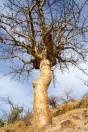Bursera fagaroides – Fragrant Elephant Tree