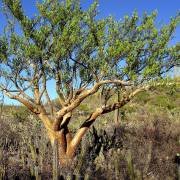 Bursera microphylla – Elephant Tree 