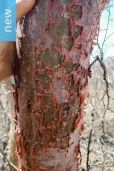 Bursera morelensis – Red Cuajiote
