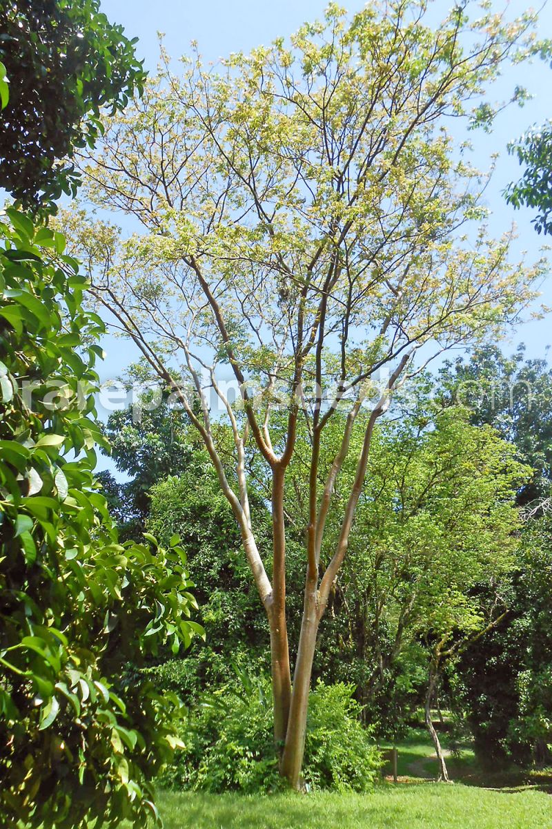 Gumbo limbo tree fruit edible