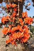 Butea monosperma – Flame of the Forest, Parrot Tree