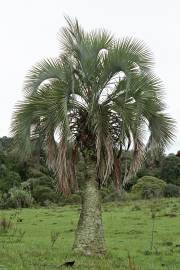 Butia eriospatha – Woolly Jelly Palm