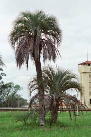 Butia noblickii – Bonpland Palm