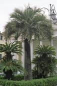 Butia odorata – Southern Jelly Palm, Pindo Palm