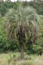 Butia odorata – Southern Jelly Palm, Pindo Palm