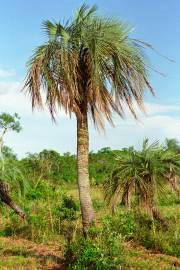 Butia paraguayensis – Dwarf Yatay Palm