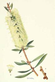 Melaleuca lophantha – Willow Bottlebrush
