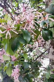 Calodendrum capense – Cape Chestnut
