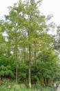 Camptotheca acuminata – Happy Tree