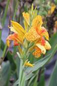 Canna sp. 'Yellow & Red'