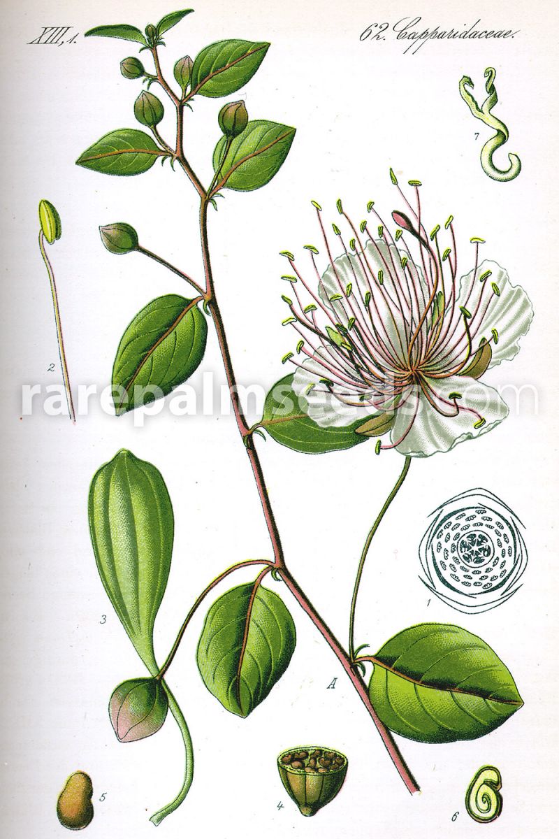 Caper 1000 Seeds Capparis Spinosa Seeds