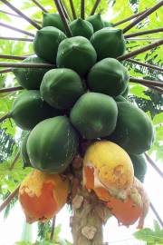 Carica papaya 'Ecuador' – Papaya