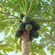 Carica papaya 'Honeydew' – Papaya