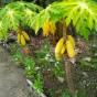 Carica papaya 'Yellow Dwarf'