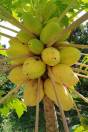 Carica papaya 'Yellow Dwarf'
