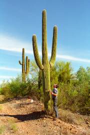 Carnegiea gigantea – Saguaro