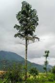 Caryota maxima – Mountain Fish Tail Palm