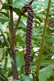 Caryota monostachya – Dwarf Fishtail Palm