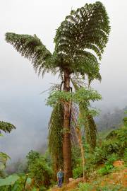 Caryota obtusa 'India' – Giant Fishtail Palm