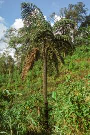 Caryota obtusa 'Thailand' – Giant Fishtail Palm
