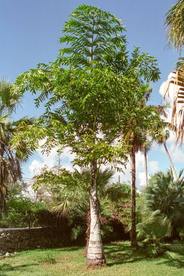 Caryota no various amount palm seedlings