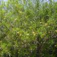 Cascabela thevetia – Yellow Oleander