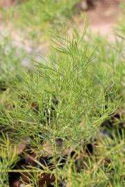 Cassia nemophila – Desert Cassia