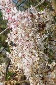 Cassia bakeriana – Pink Shower Tree, Wishing Tree