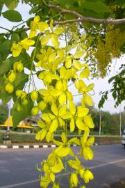 Cassia fistula – Golden Shower Tree