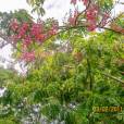 Cassia grandis – Pink Shower Tree