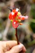 Cavendishia bracteata 'Quindío' – Mountain Grape