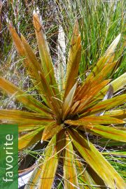 Celmisia coriacea – Fiordland Mountain Daisy