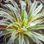Celmisia viscosa – Sticky Mountain Daisy