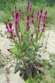 Celosia spicata – Wheatstraw Celosia