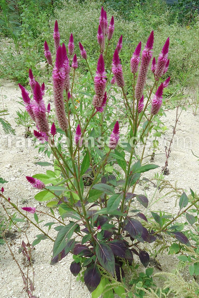 Image of Celosia spicata flower