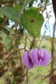 Centrosema molle – Spurred Butterfly Pea