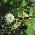 Cephalanthus occidentalis – Button Bush