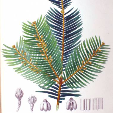 Cephalotaxus harringtonii – Cowtail Pine, Japanese Plum Yew