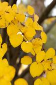 Cercidiphyllum japonicum – Katsura Tree