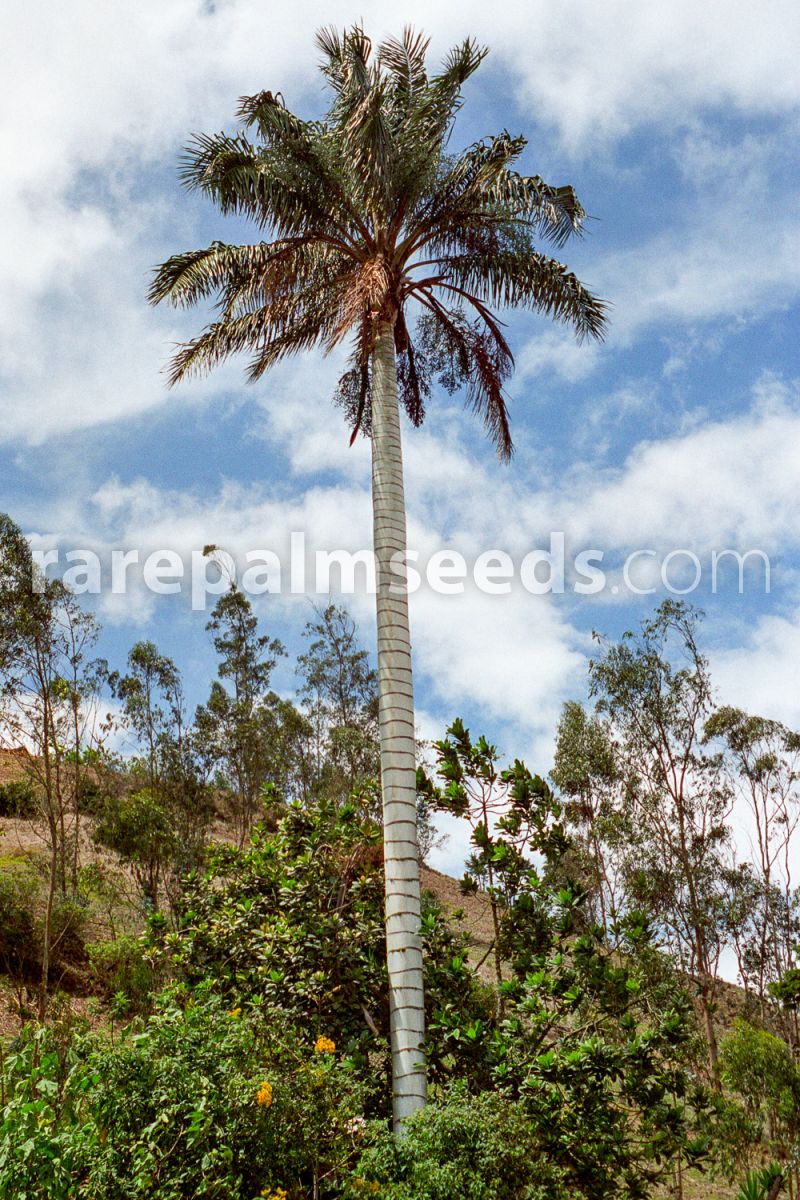 15 Seeds Royal Palm Tree Seeds FREE SHIPPING