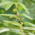 Chamaecrista nictitans – Sensitive Cassia