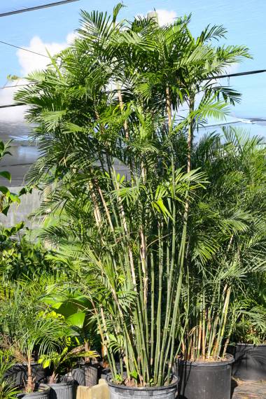 Chamaedorea costaricana – Costa Rica Bamboo Palm
