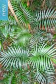 Chamaedorea elegans 'Negrita' – Black Parlor Palm