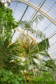 Chamaedorea glaucifolia – Glaucous Parlour Palm