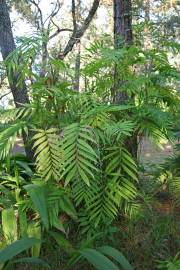 Chamaedorea microspadix – Bamboo Palm