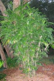Chamaedorea seifrizii – Palmier-bambou de Seifriz
