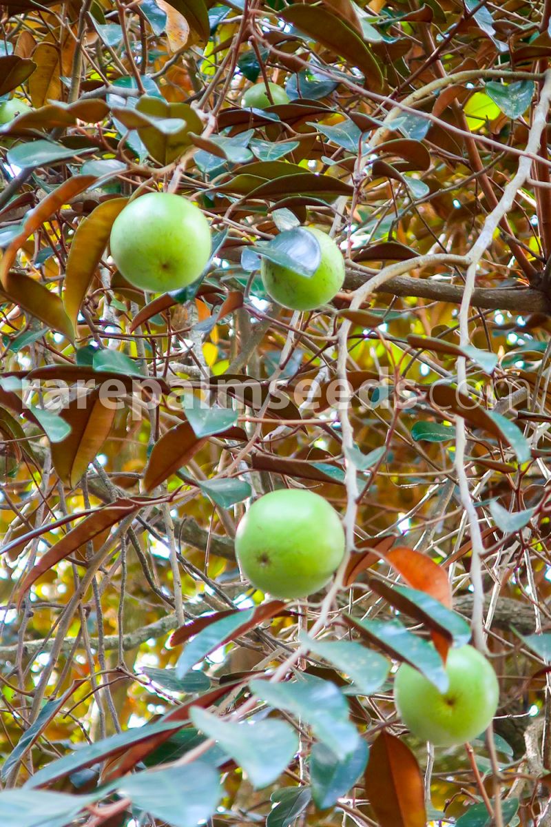 Details about   star apple Chrysophyllum cainito 10 Seeds ThailandMrk 