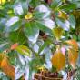 Cinnamomum camphora – Camphor Tree